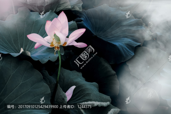 荷花