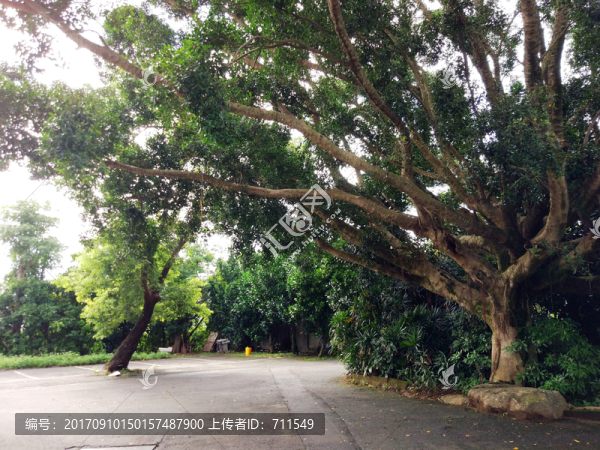 園林景觀綠化