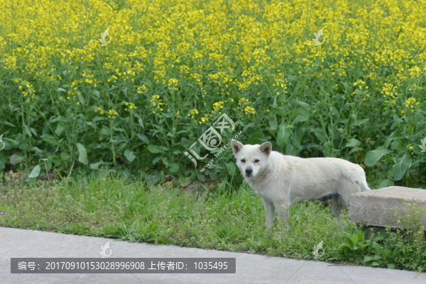 油菜花