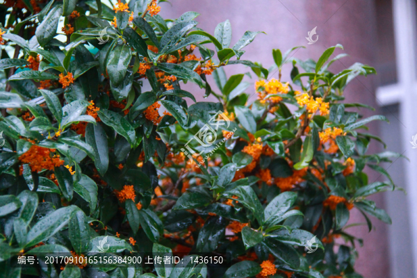 桂花盛開,秋天桂花