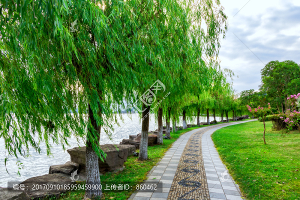柳樹,楊柳步道,鵝卵石步道