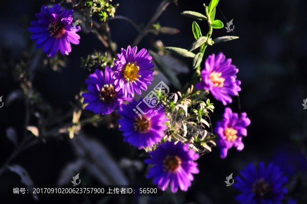 野菊花