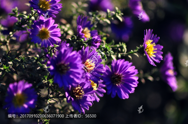 紫菊花