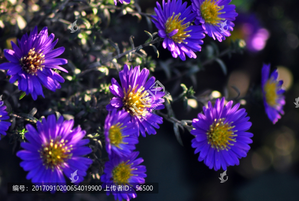 小野菊