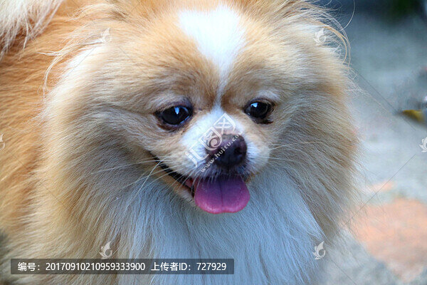 萌寵小狗