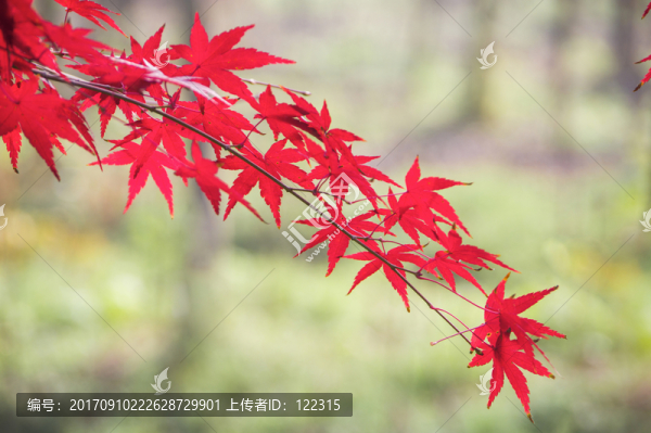 紅葉
