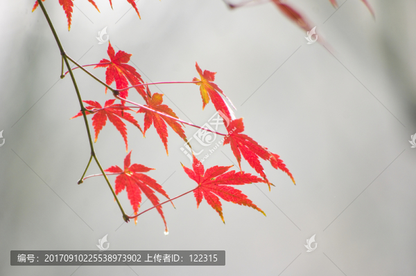 楓葉