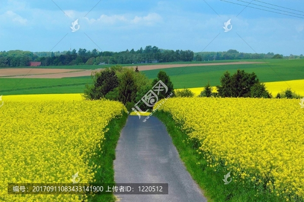 山