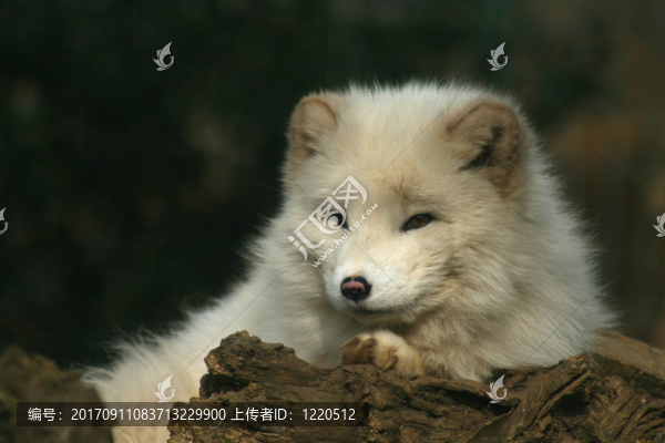 北極狐1