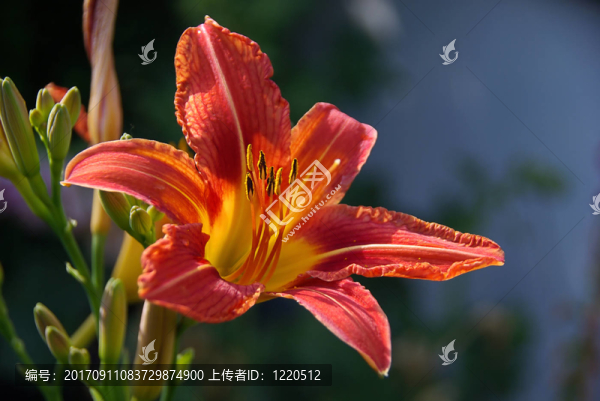 黃花菜09