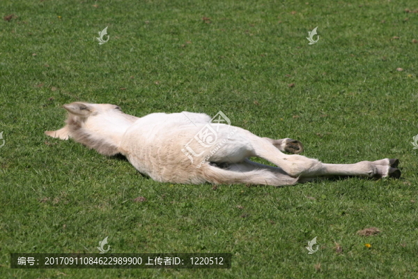太累了