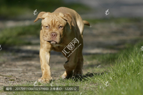 波爾多獒犬的小狗