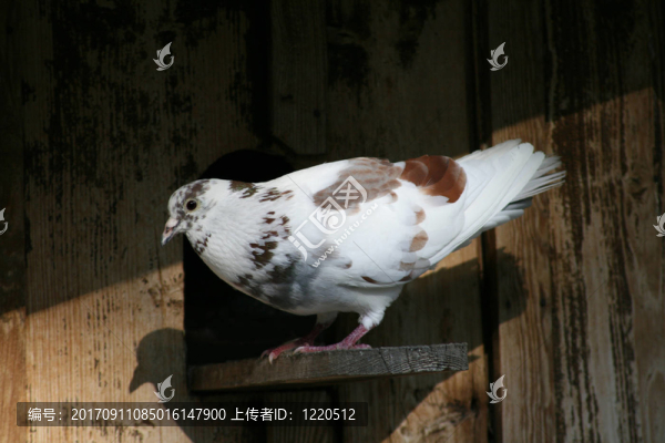 鳥