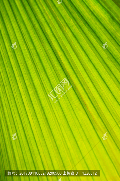 葉