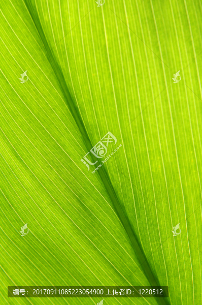 葉