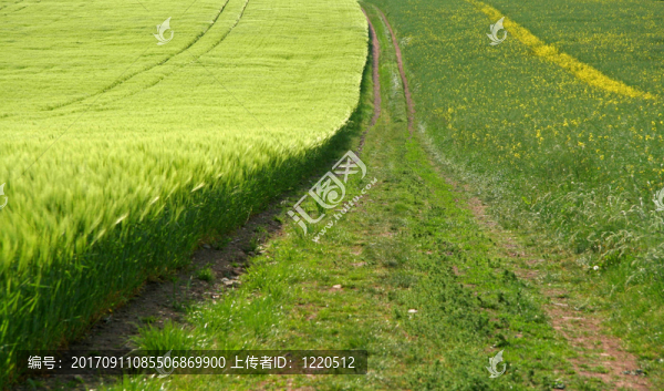土路