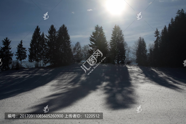 冬季景觀中有樹蔭的樹木
