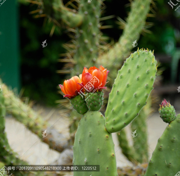kaktusblüTE