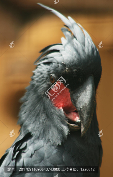 鳥