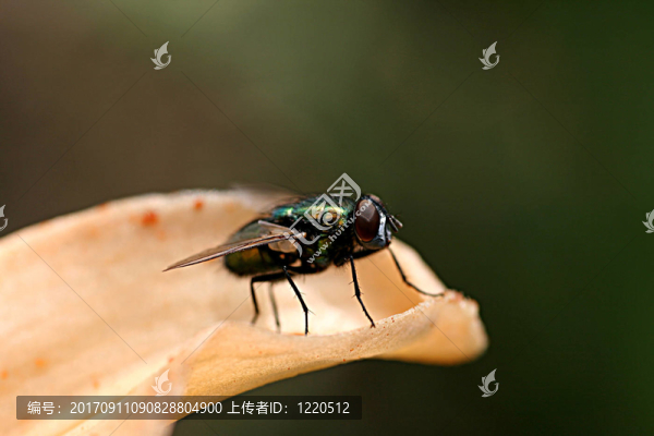 彩虹飛