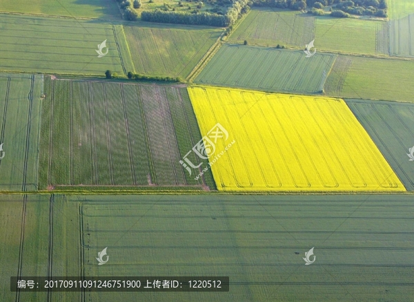 油菜籽