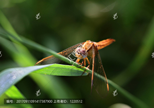 蜻蜓