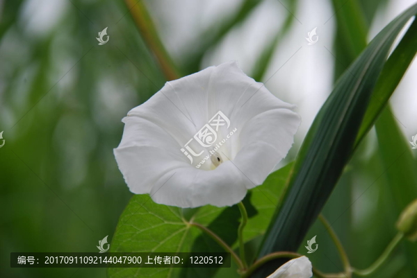 開花