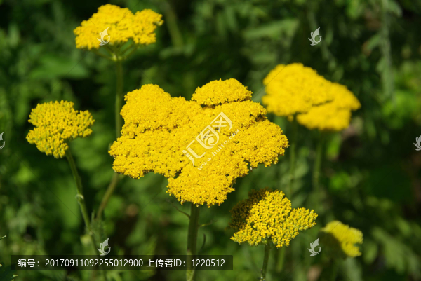 黃色的蓍草04