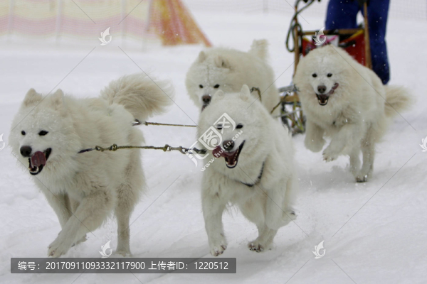 samjoden哈士奇賽車隊(duì)