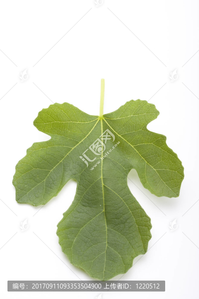 白色葉子上的無(wú)花果葉