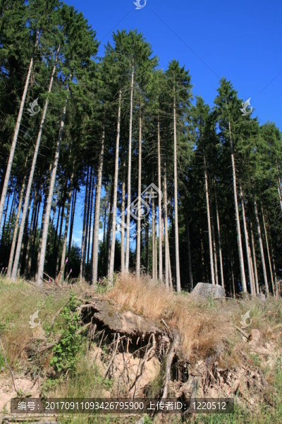 藍色