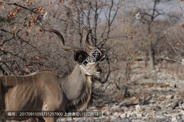 大捻角羚（Tragelaphus,strepsiceros）