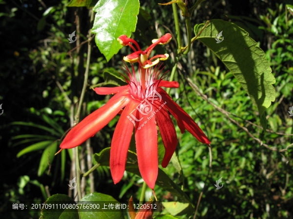 maracujá盛開，亞馬遜