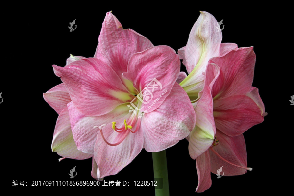 朱頂紅07