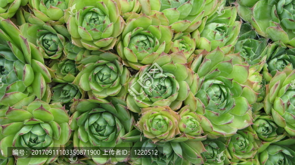 hauswurz（長生草）