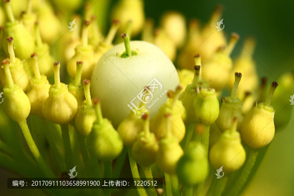 早熟的
