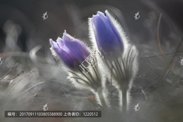 牛鈴，植物，（白頭翁）