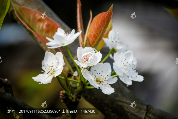 梨花