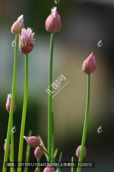 韭菜
