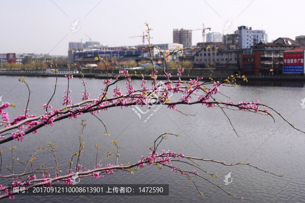 水鄉(xiāng)春晴