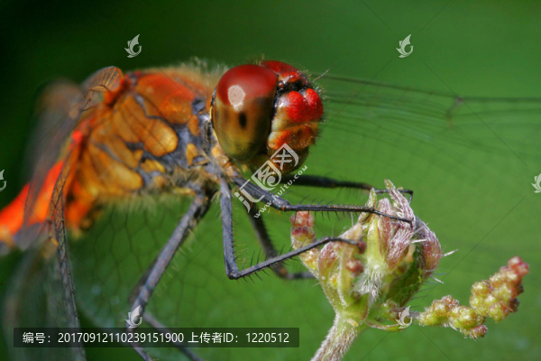 在臉上