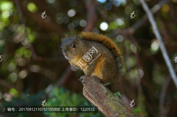 美國中部