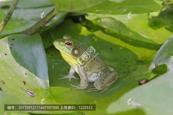 爬行動(dòng)物