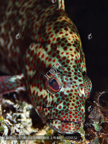加勒比海珊瑚石斑魚(yú)
