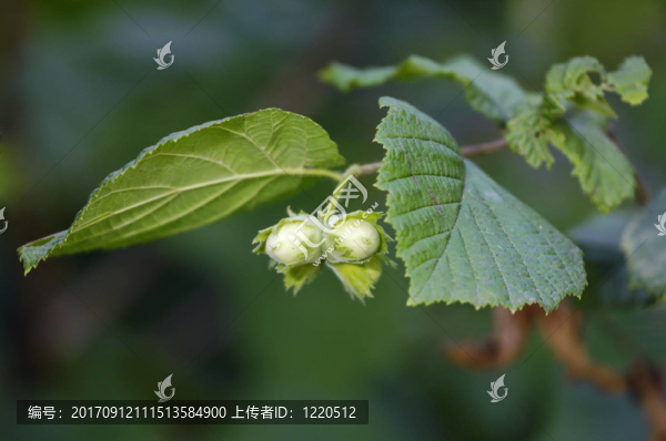 榛子