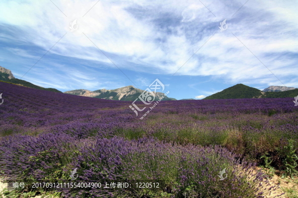 薰衣草田