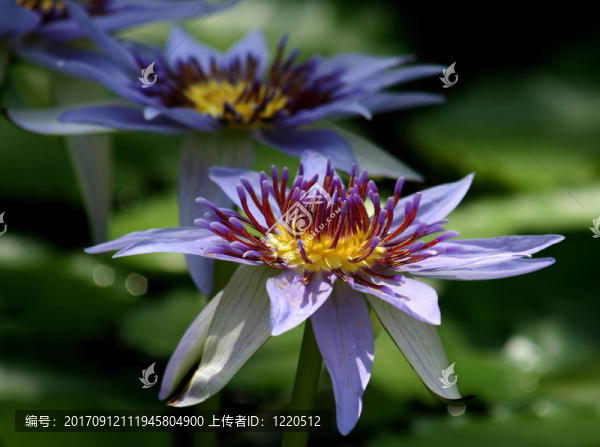 水百合