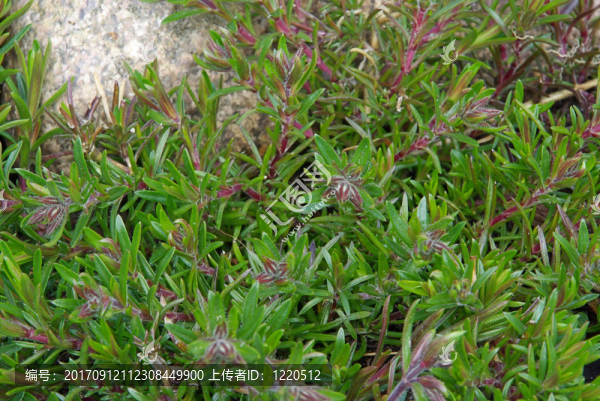polsterphlox,-叢生福祿考02