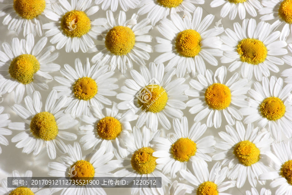 花卉