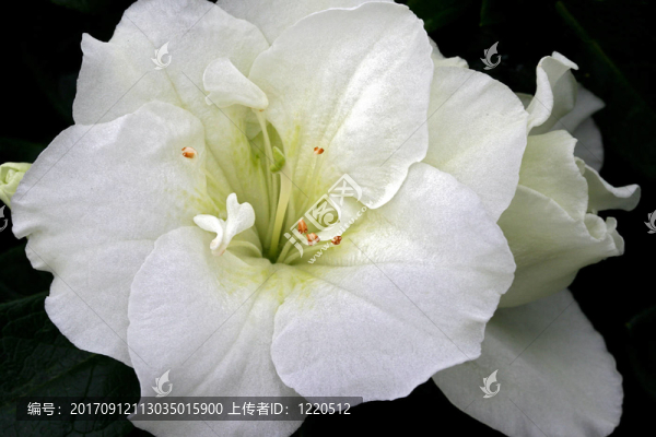 純白色盆栽杜鵑花